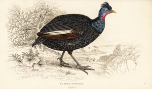 Perliczka czubata , Guttera pucherani (Numida cristata) autorstwa William Home Lizars