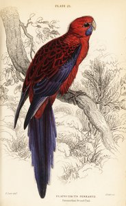 Rozella Karmazynowa, Platycercus elegans autorstwa William Home Lizars