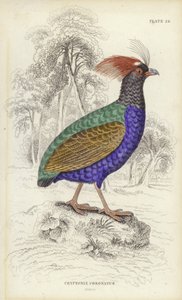 Cryptonix Coronatus autorstwa William Home Lizars