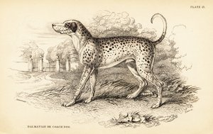 Pies dalmatyńczyk lub pies trener, Canis lupus familiaris autorstwa William Home Lizars
