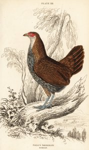Samica szarego ptactwa dżunglowego lub ptactwa dżungli Sonnerata, Gallus sonneratii (Gallus sonnerati) autorstwa William Home Lizars