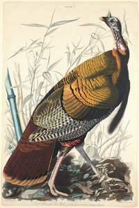 Wielki amerykański kogut, 1827.
