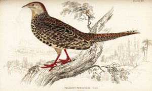 Bażant zielony lub japoński zielony bażant, samica, Phasianus versicolor autorstwa William Home Lizars
