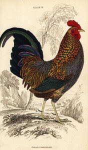 Ptactwo szare lub ptactwo Sonnerata, Gallus sonneratii (Gallus sonnerati) autorstwa William Home Lizars