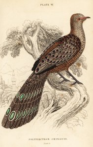Szary bażant paw lub birmański bażant paw, Polyplectron bicalcaratum autorstwa William Home Lizars