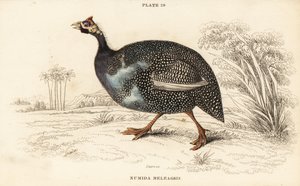 Perliczka w hełmie, numidyjska meleagris autorstwa William Home Lizars