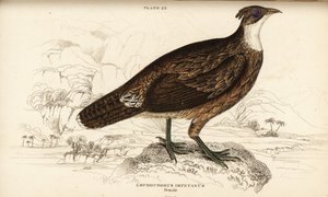 Monal himalajski, żeński, Lophaphorus impanes autorstwa William Home Lizars