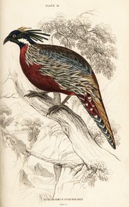 Bażant Koklas, Pucrasia macrolopha autorstwa William Home Lizars