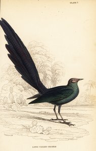 Szpak długoogoniasty błyszczący , Lamprotornis caudatus autorstwa William Home Lizars