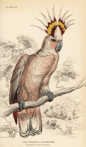 Kakadu majora Mitchella, Lophochroa leadbeateri autorstwa William Home Lizars