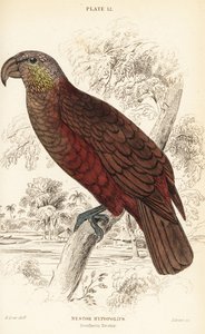 Nowozelandzka kaka, Nestor meridionalis autorstwa William Home Lizars