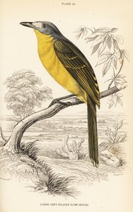 Krzew oliwny, Chloroponics olivaceus (duży krzew o szarym brzuchu, Malaconuts olivacex) autorstwa William Home Lizars