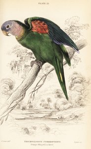 Amazonka pomarańczowoskrzydła, Amazona amazonica autorstwa William Home Lizars
