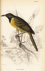 Wilga , Hypergerus atriceps autorstwa William Home Lizars