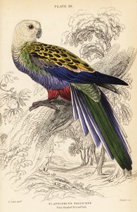 Rozella bladogłowa (palliceps) autorstwa William Home Lizars
