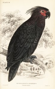 Kakadu palmowa, Probosciger aterrimus autorstwa William Home Lizars