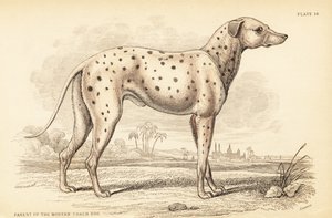 Rodzic współczesnego psa trenera, Canis lupus familiaris autorstwa William Home Lizars