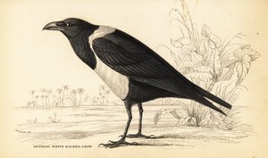 Pied wrona, Corvus albus autorstwa William Home Lizars