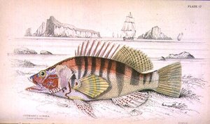Tabliczka 17 Serbanus Scriba (Wyspa Baziluzzo), rytowana przez artystę z „Biblioteki Przyrodników” t. I, opracowanej przez Sir Williama Jardine