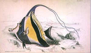 Tabliczka 9 Rogaty Zanchus lub Chaetodon ryty przez artystę z „Biblioteki Przyrodników” t. II, autorstwa J.S. Bushman, oprac. Sir William Jardine (1800-74), wyd. 1833-45 (grawerowanie) autorstwa William Home Lizars
