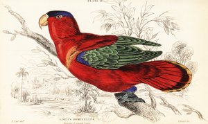 Lorius domicella