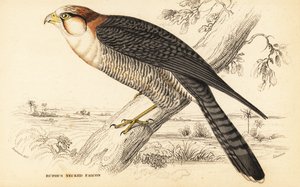 Sokół czerwonoszyi , Falco chicquera ruficollis autorstwa William Home Lizars