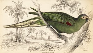 Ara czerwona , Diopsittaca nobilis
