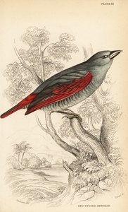 Pytilia czerwonoskrzydła, Pytilia phoenicoptera (Bengaly czerwonoskrzydły, Pytilia phaenicoptera) autorstwa William Home Lizars