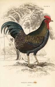Ptactwo czerwone , Gallus gallus javanicus