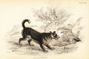 Terier szkocki lub terier szkocki, Canis lupus familiaris autorstwa William Home Lizars