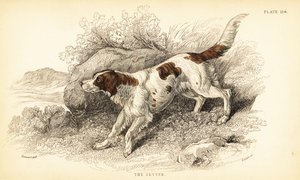 Seter, Canis lupus familiaris (wskaźnik Canis) autorstwa William Home Lizars
