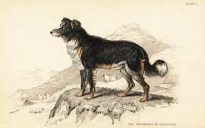 Pies pasterski lub pies pasterski, Canis lupus familiaris (Canis domesticus) autorstwa William Home Lizars