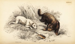 Terier gładkowłosy i terier szkocki lub szorstkowłosy, Canis lupus familiaris (Canis terrarius) autorstwa William Home Lizars