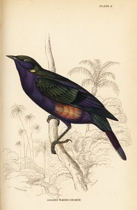 Splendid błyszczący szpak (Senegal), Lamprotornis splendidus chrysonotis (Golden eared Grakle, Lamprotornis chrysonotis) autorstwa William Home Lizars