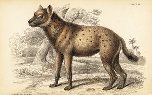Hiena cętkowana lub śmiejąca się hiena, Crocuta crocuta (Hyaena crocuta) autorstwa William Home Lizars