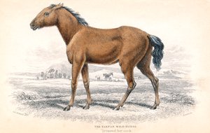 Tarpan, 1830 autorstwa William Home Lizars