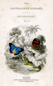 Biblioteka Przyrodników, Entomologia, tom V, Motyle, c1833-1865. autorstwa William Home Lizars