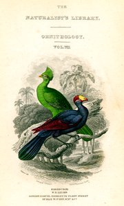 Biblioteka Przyrodników, Ornitologia, Senegal Touraco, Zjadacz babki fioletowej, c1833-1865. autorstwa William Home Lizars