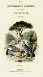 Biblioteka Przyrodników, Ornitologia, tom V, Ring Pigeon, c1833-1865. autorstwa William Home Lizars