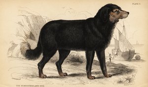 Pies nowofundlandzki, Canis lupus familiaris (Canis terranovae) autorstwa William Home Lizars