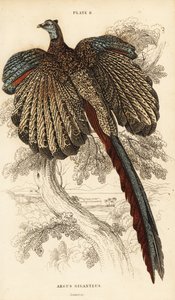 Argus wielki, Argusianus argus (Bażant Argus lub Argus gigant, Argus giganteus) autorstwa William Home Lizars