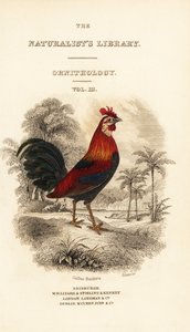 Strona tytułowa z winietą czerwonego ptactwa (Javan), Gallus gallus bankiva autorstwa William Home Lizars