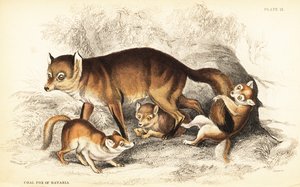 Odmiana lisa rudego, Vulpes vulpes, z młodymi (lis bawarski, Vulpes alopex) autorstwa William Home Lizars