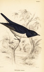 Szpak purpurowy , Cinnyricinclus leucogaster ( Grakle białokrwiste , Lamprotornis leucogaster ) autorstwa William Home Lizars