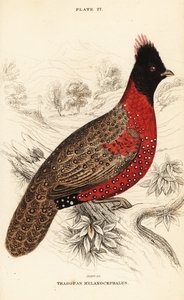 Tragopan zachodni lub tragopan zachodni , Tragopan melanocephalus autorstwa William Home Lizars