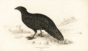 Tragopan zachodni lub tragopan zachodni, samica, Tragopan melanocephalus autorstwa William Home Lizars
