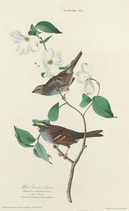 Wróbel białogardły, 1827. autorstwa William Home Lizars