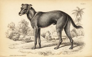 Dziki pies znaleziony na Dominikanie i na Haiti, Canis lupus familiaris (dziki pies St