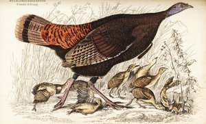 Dziki indyk, samica i młody, Meleagris gallopavo autorstwa William Home Lizars