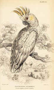 Kakadu żółtoczuba , Cacatua sulphurea autorstwa William Home Lizars